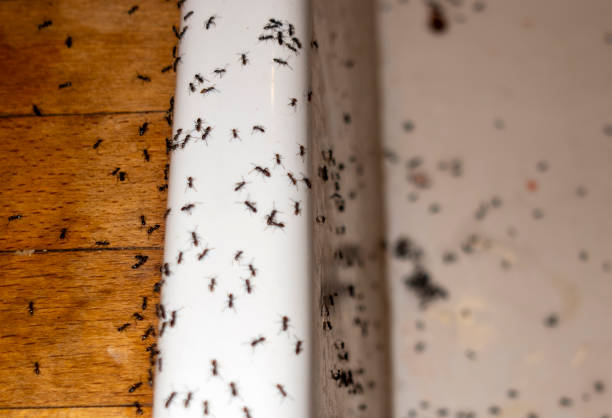 Best Termite Control Services  in Granville South, OH
